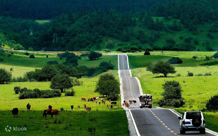 Things to Do in Chongqing: Fairy Mountain National Forest Park