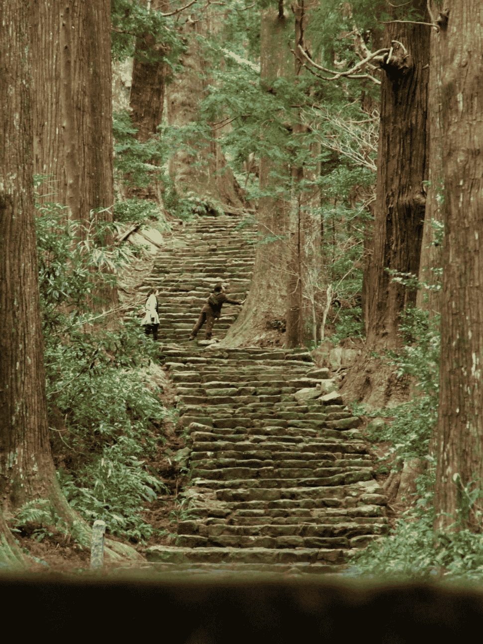 Mossy stone staircase climbing through towering cedar trees on the Kumano Kodo trail