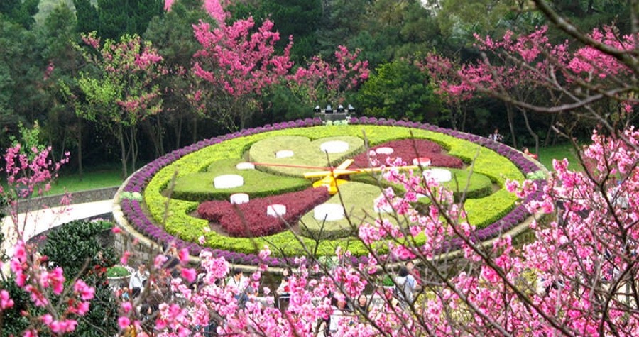 Taiwan Cherry Blossom: Yangmingshan Flower Clock (Yangmingshan National Park)