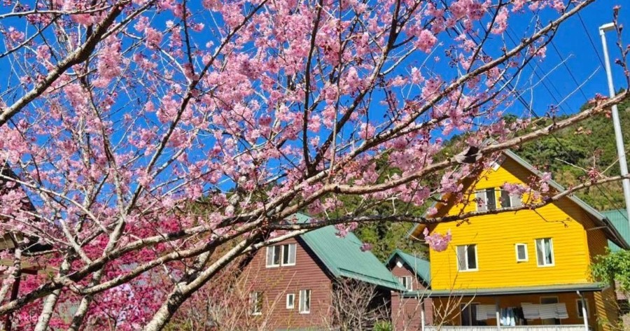 Taiwan Cherry Blossom: Fenqihu Old Street