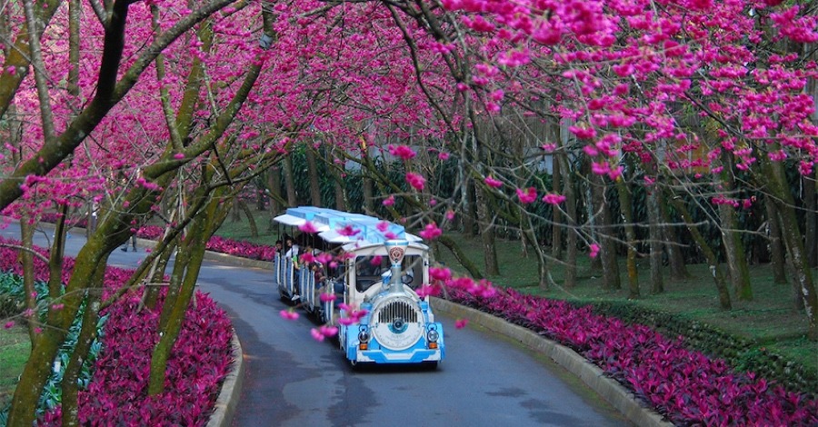 Taiwan Cherry Blossom: Formosan Aboriginal Cultural Village