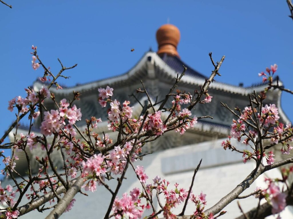 Taiwan Cherry Blossom: Chiang Kai-Shek Memorial Hall Gardens