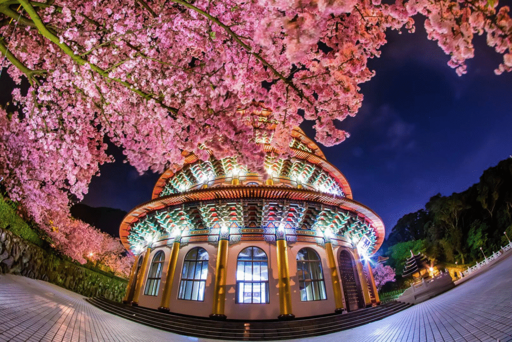 Taiwan Cherry Blossom: Wuji Tianyuan Temple in Tamsui