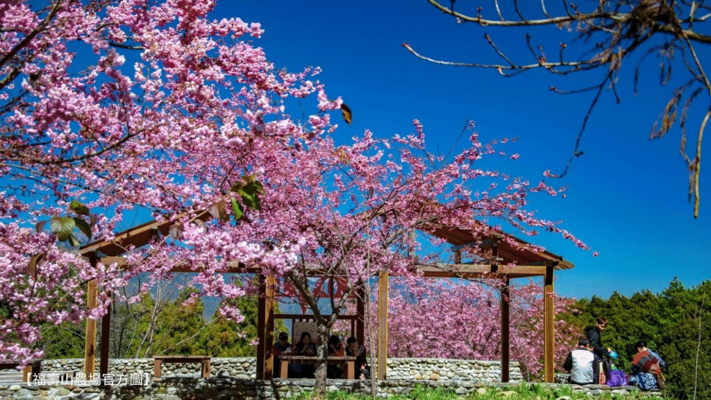 Taiwan Cherry Blossom: Wuling Farm