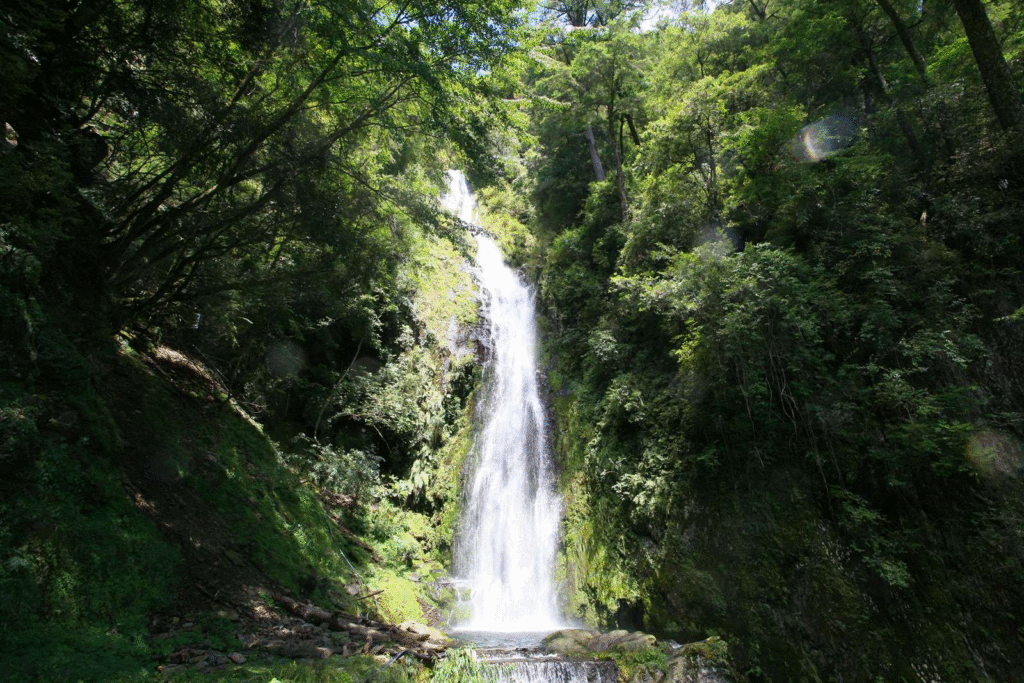 Taiwan Cherry Blossom: Taoshan Waterfall Trail