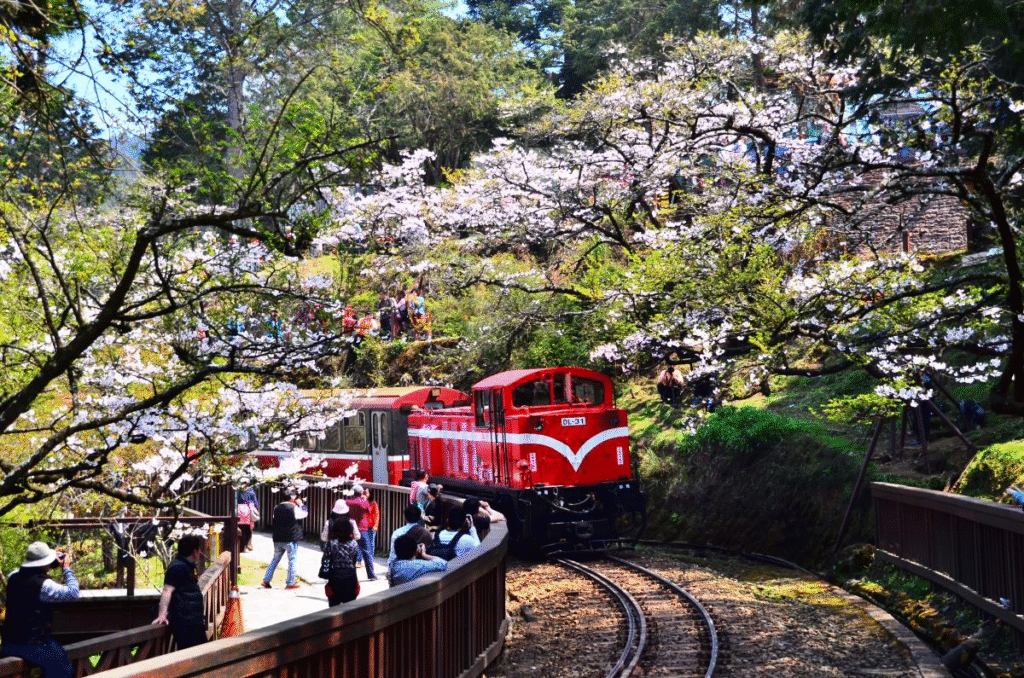 Taiwan Cherry Blossom: Alishan Township