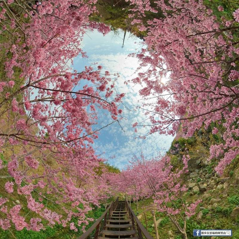 Taiwan Cherry Blossom: Shizhuo Cherry Blossom Path