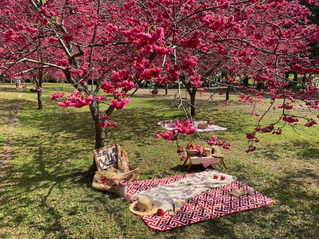 Taiwan Cherry Blossom: Sun Moon Lake Lakeside Paths
