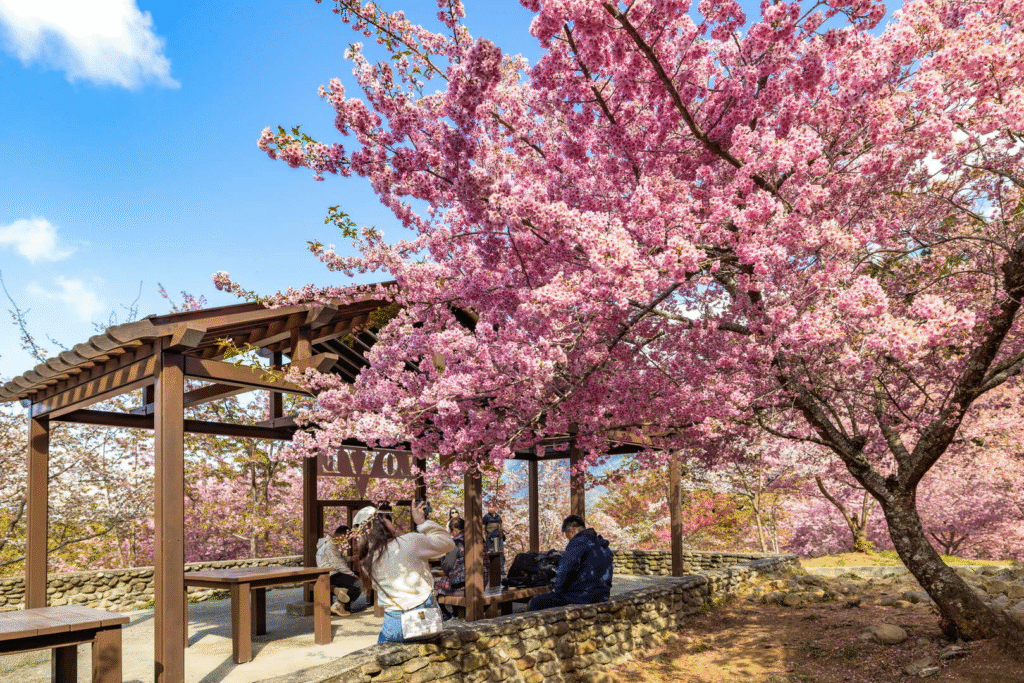 Taiwan Cherry Blossom: Fushoushan Farm