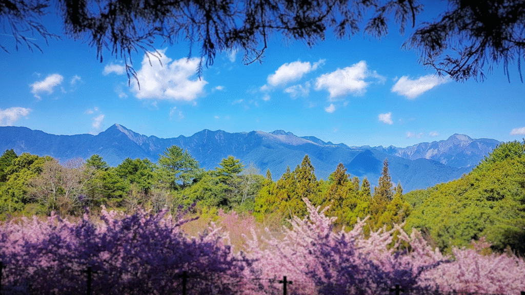 Taiwan Cherry Blossom: Taiping Mountain National Forest Recreation Area