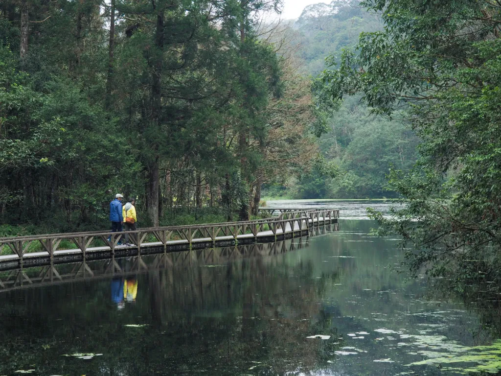 Taiwan Cherry Blossom: Fushan Botanical Garden