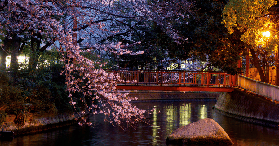 Cherry blossoms lit up at night beside a canal and a small red bridge