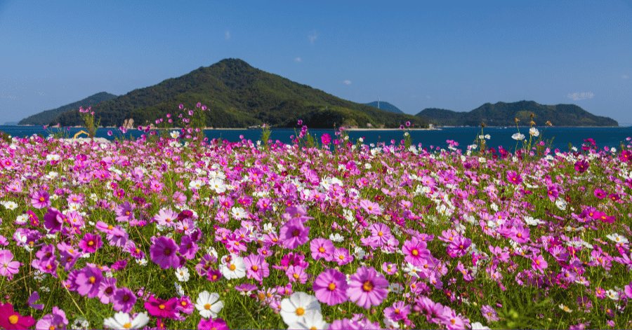 Field of pink and white cosmos flowers in full bloom by the coast under a blue sky