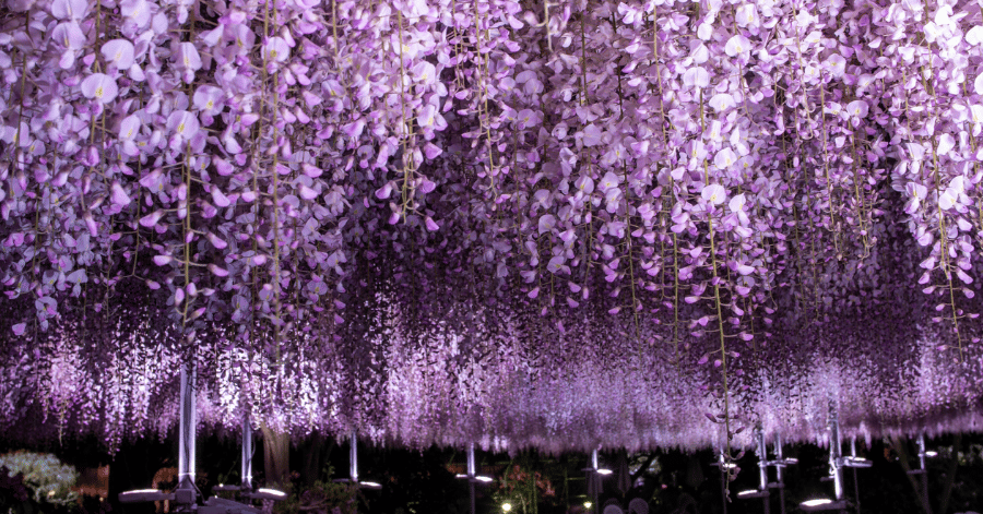 Cascading purple wisteria blooms illuminated against a dark night sky
