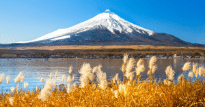 Snow-capped Mount Fuji rising behind a lake fringed with golden autumn pampas grass