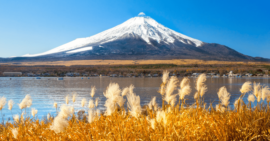 Snow-capped Mount Fuji rising behind a lake fringed with golden autumn pampas grass