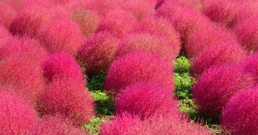 Rounded crimson kochia bushes turning red in an autumn park