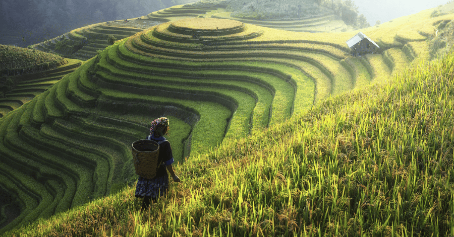 A Hmong woman with a woven back-basket walking through green and gold terraced rice fields