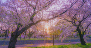 China Cherry Blossom 2026: Forecast, Best Spots, Festivals