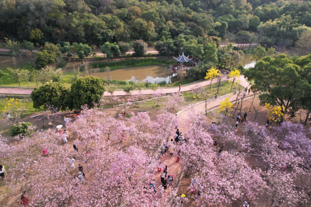 China Cherry Blossom: Nansha Cherry Blossom Festival at Guangzhou, Guangdong