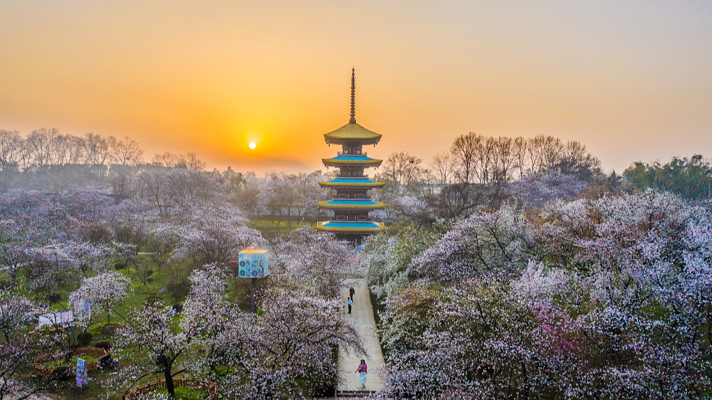 China Cherry Blossom: Wuhan, Hubei
