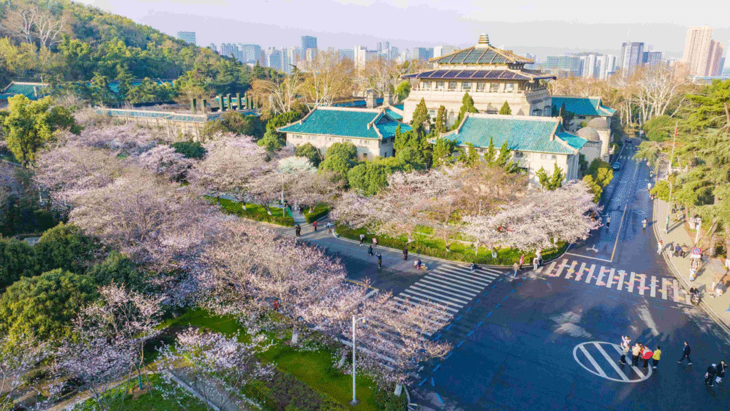 China Cherry Blossom: Wuhan University (武汉大学)