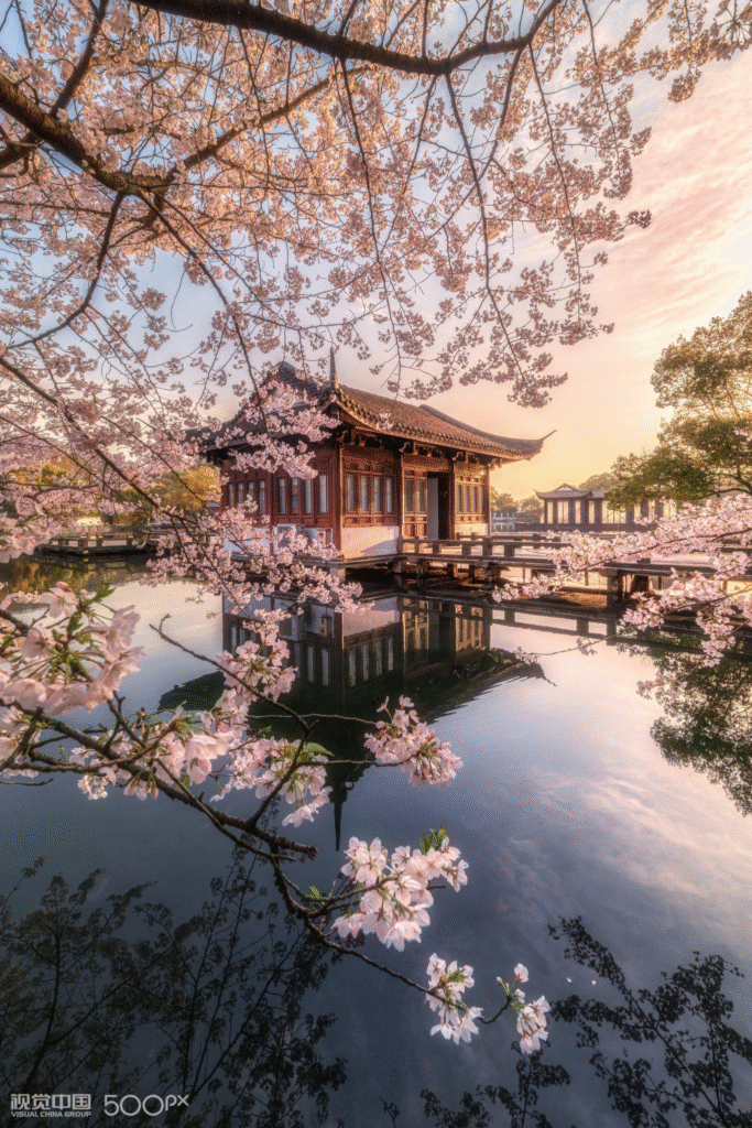 China Cherry Blossom: Hangzhou, Zhejiang West Lake