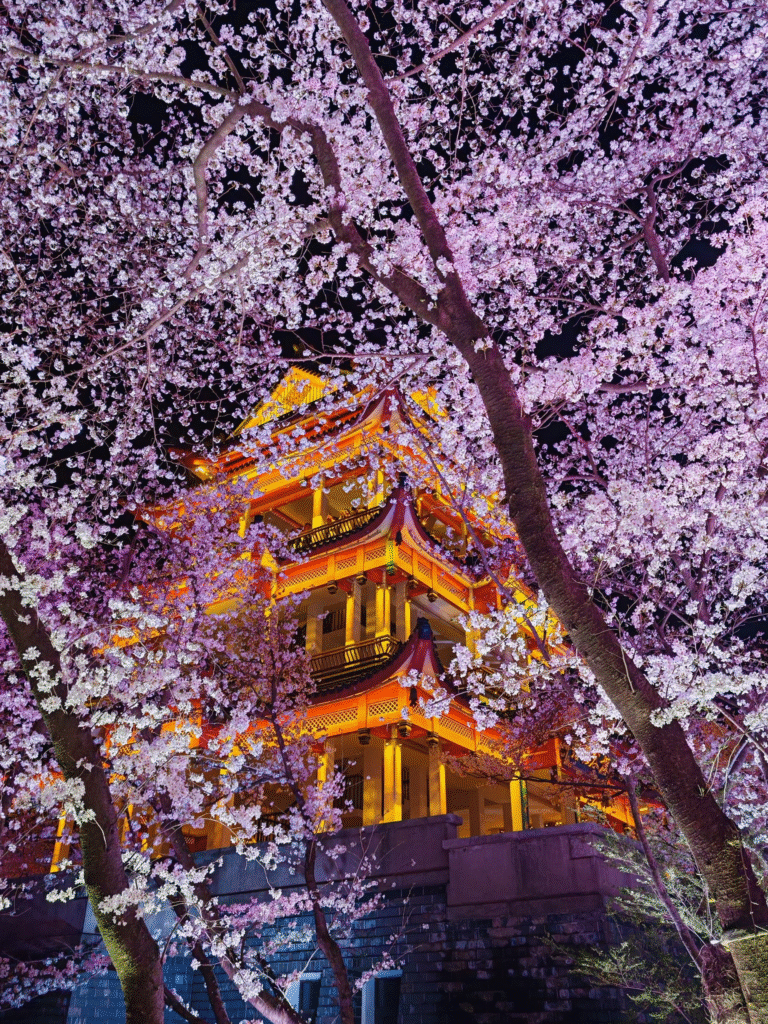 China Cherry Blossom: Wuxi International Cherry Blossom Festival at Wuxi, Jiangsu