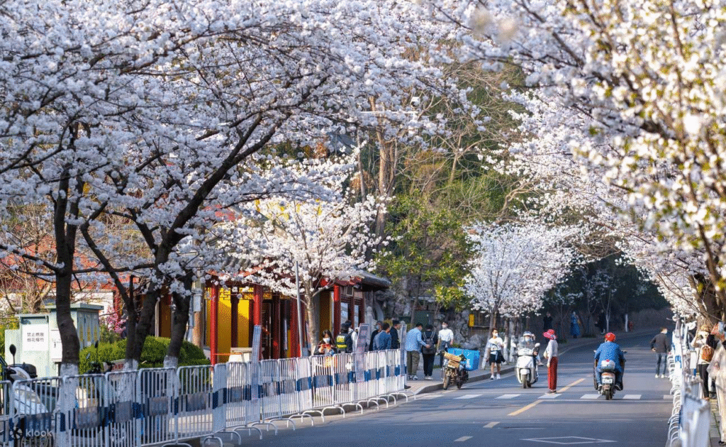 China Cherry Blossom: Jimingsi Road at Nanjing, Jiangsu