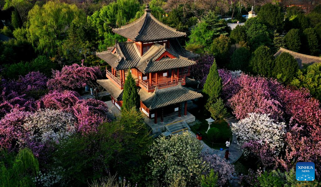China Cherry Blossom: Yanta International Cherry Blossom Season at Qinglong Temple, Xi'an, Shaanxi