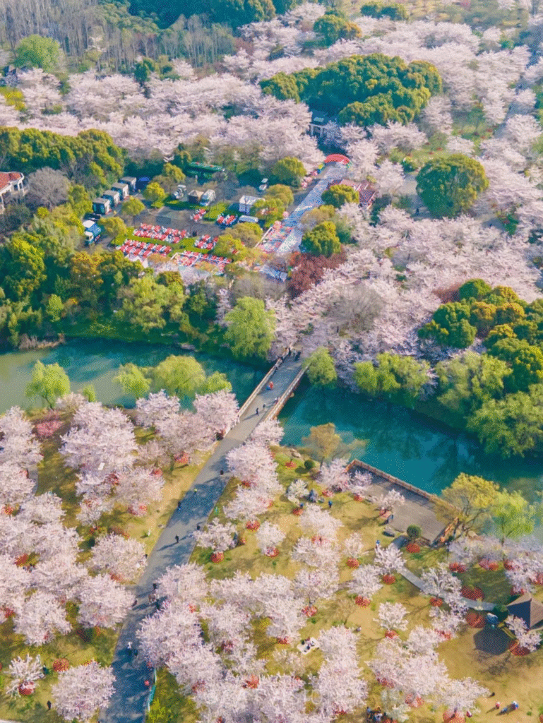 China Cherry Blossom: Shanghai