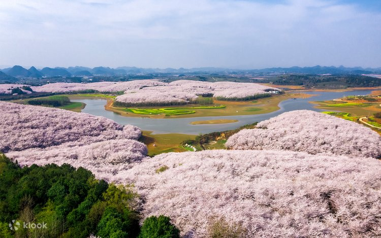 China Cherry Blossom: Gui'an Cherry Blossom Park at Guiyang, Guizhou
