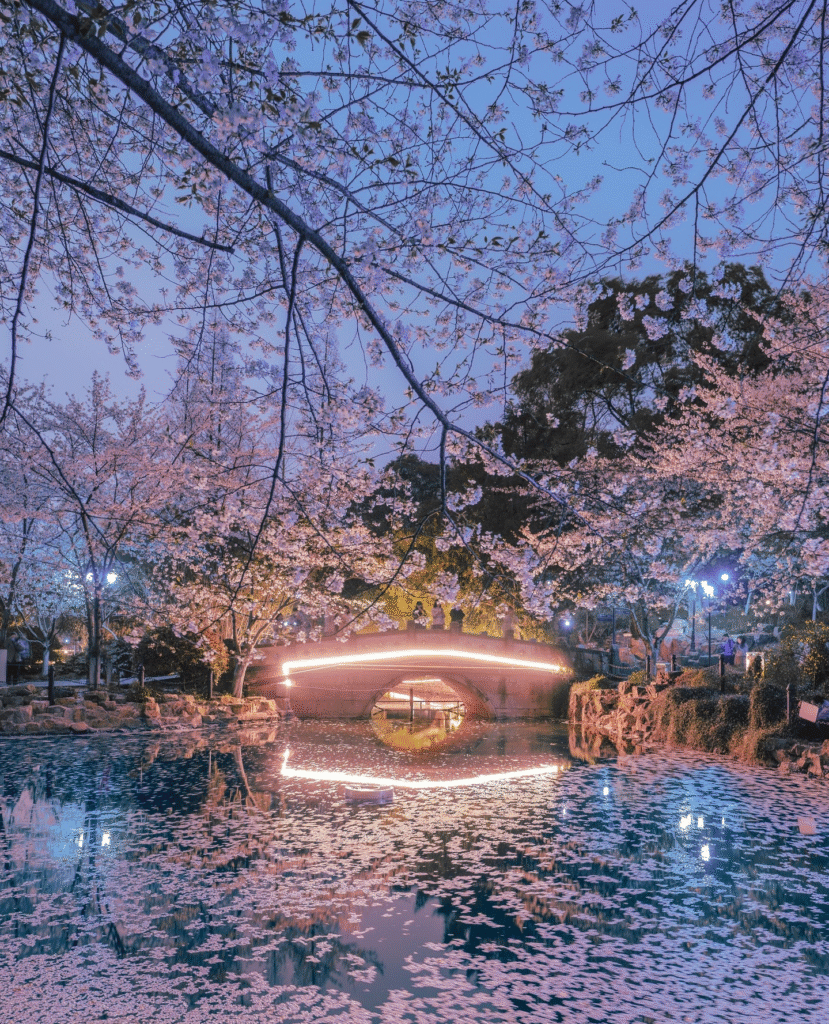China Cherry Blossom: Lu Xun Park (鲁迅公园)