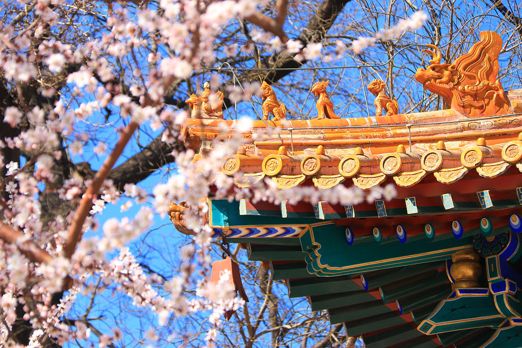 China Cherry Blossom: Beijing