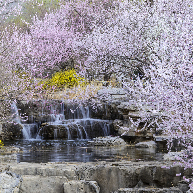China Cherry Blossom: China National Botanical Garden