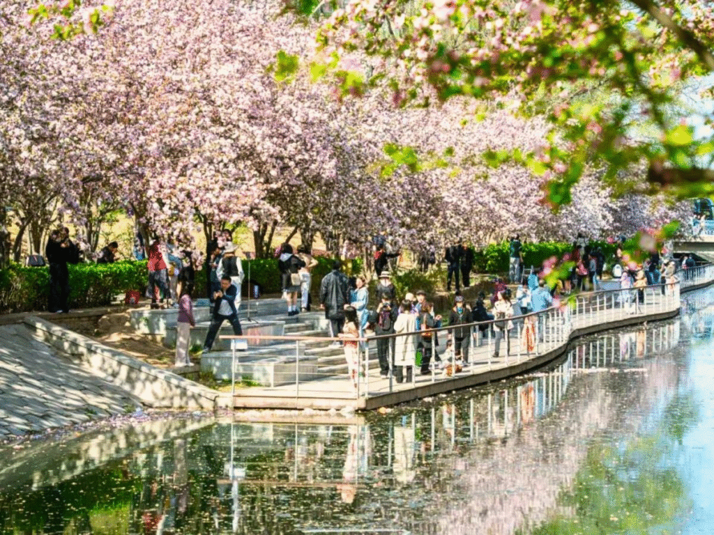 China Cherry Blossom: Chaoyang Park (朝阳公园)
