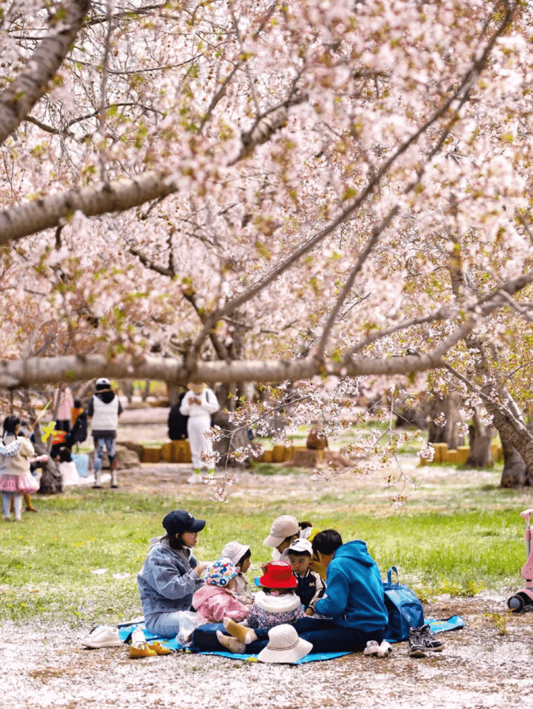 China Cherry Blossom: Longwangtang Cherry Blossom Park at Dalian, Liaoning