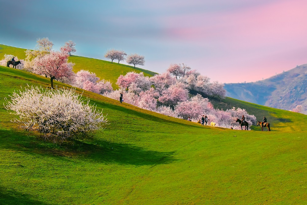 China Cherry Blossom