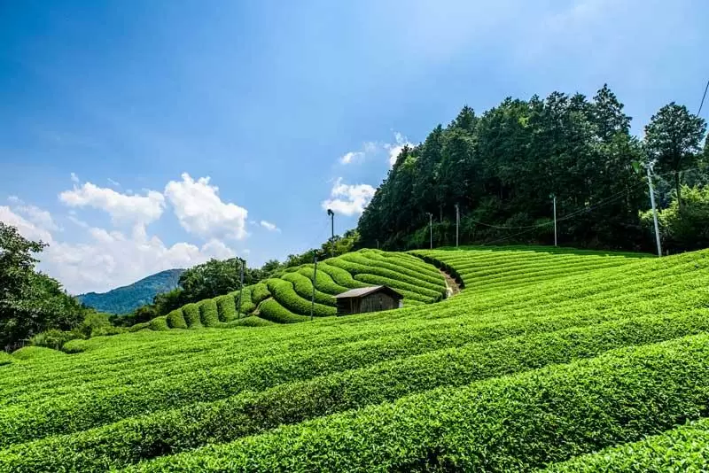 Marukyu Koyamaen Matcha: Uji Kyoto