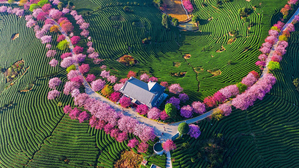 China Cherry Blossom: Taipin Cherry Blossom Garden at Yongfu,&nbsp;Zhangping, Fujian