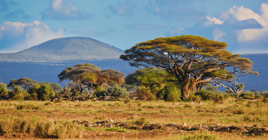 South Africa ATM Withdrawal Guide: Fees, Limits & Tips for Tourists