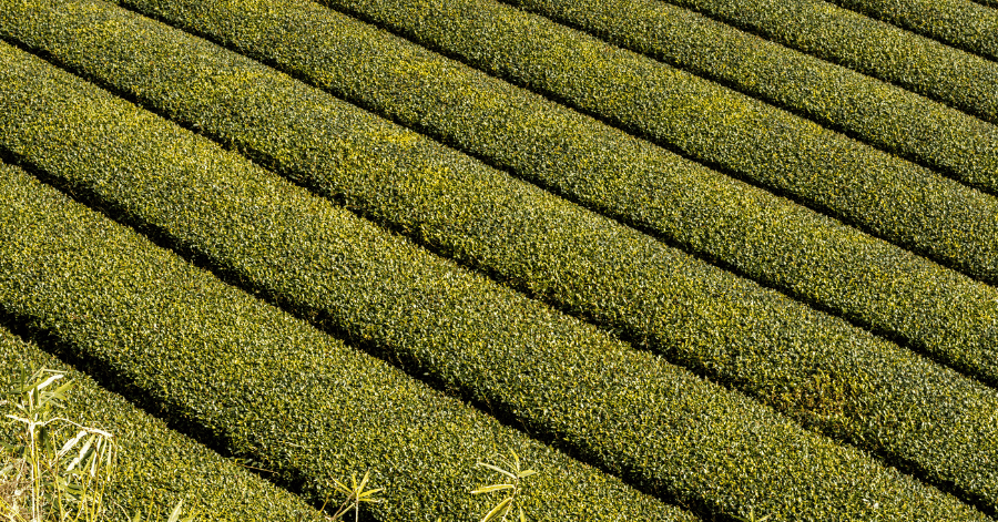 things to do in uji: matcha 