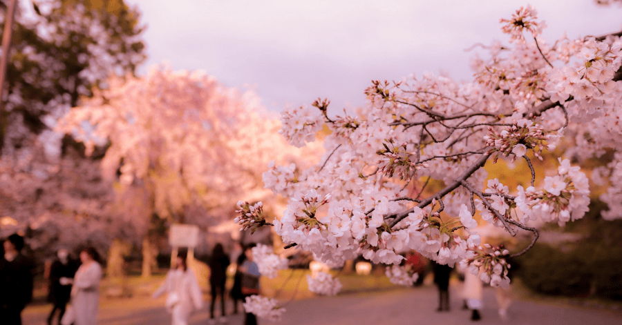 japan budget airlines