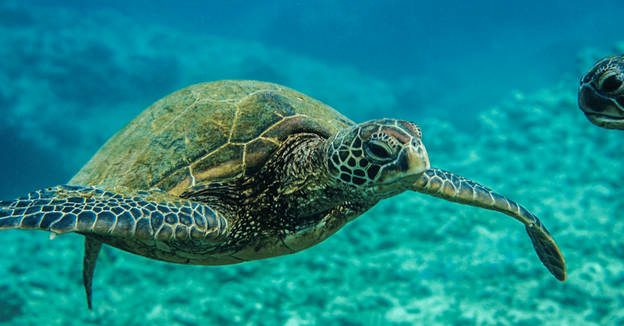 things to do in penang: Penang National Park and Turtle Beach (Pantai Kerachut)