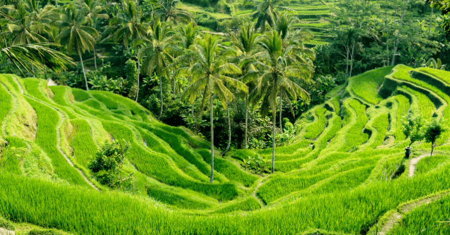 best time to visit bali