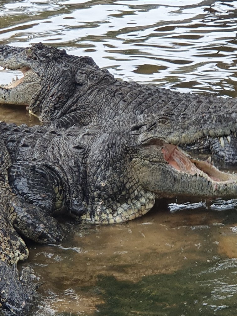 Several saltwater crocodiles resting jaw-open in shallow water at a Desaru crocodile farm
