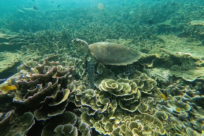 A green sea turtle swimming over a shallow coral garden while snorkelling off Tioman