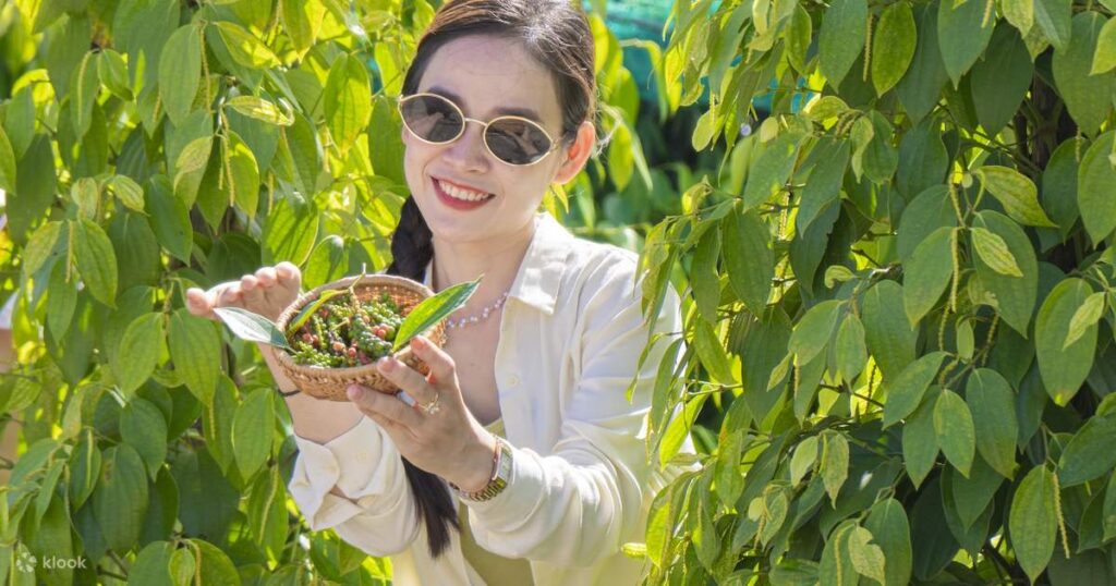 Woman holding a basket of fresh peppercorns among the vines at a Phu Quoc pepper farm