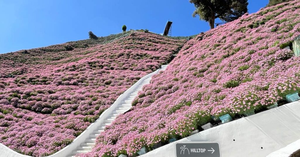 A stairway winding up a hillside covered in pink flowers at Cameron Highlands Flora Park