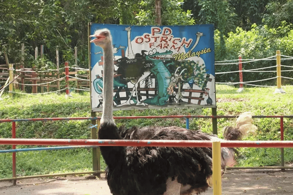 An ostrich standing beside the entrance sign at the PD Ostrich Show Farm